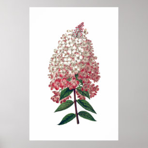 Poster branco cor-de-rosa do hydrangea