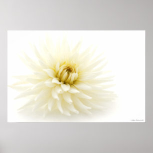 Poster branco da dália