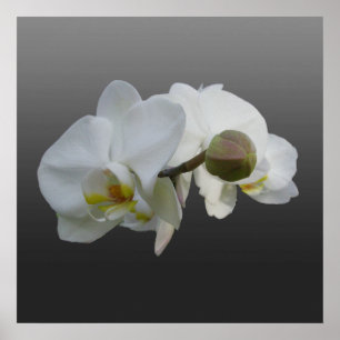 Poster branco das orquídeas