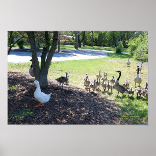 POSTER BRANCO DE DUCK E GEESE