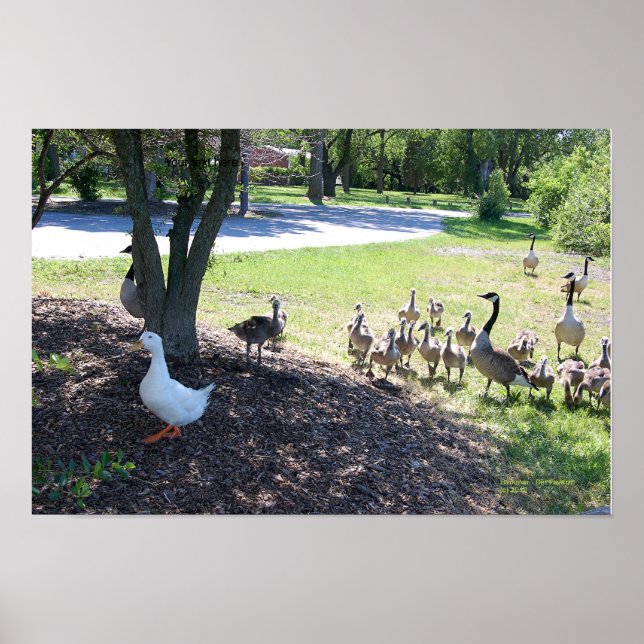 POSTER BRANCO DE DUCK E GEESE (Frente)
