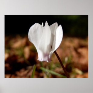 Poster branco do Cyclamen
