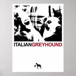 Poster Branco do galgo italiano