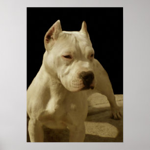 Poster branco do pitbull