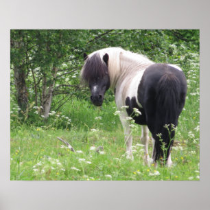 Poster Branco e BrancoPônei Piebald em um Prado de Flores