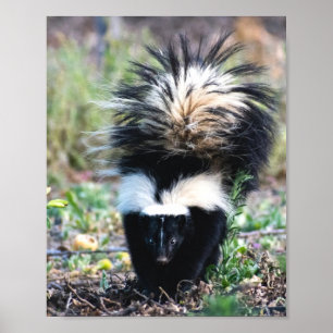 Poster Branco e preto-e-branco