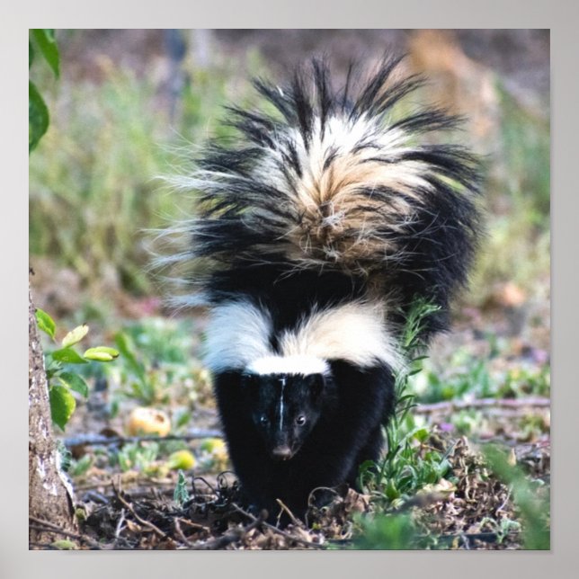 Poster Branco e preto-e-branco (Frente)