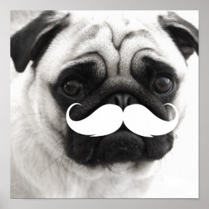 Poster branco engraçado do Pug do bigode