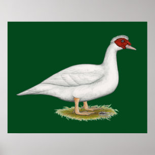 Póster Branco Muscovy do pato