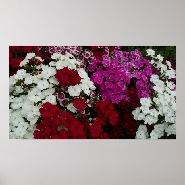 Póster Branco, Rosa e Vermelho Dianthus Floral (Frente)