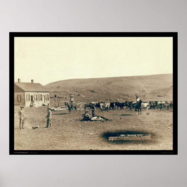 Póster Branding Cattle SD 1891 (Frente)