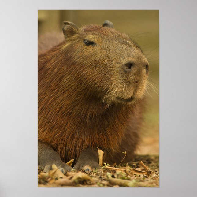 Póster Brasil, Pantanal, Matto Grosso. Capivara (Frente)