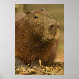 Póster Brasil, Pantanal, Matto Grosso. Capybara
