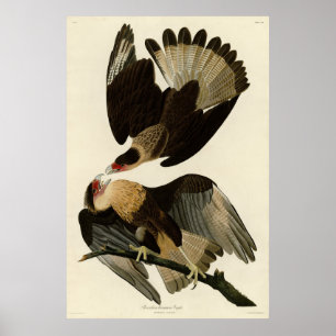 Poster Brasilian Caracara Eagle, Audubon Birds of America