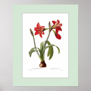 Póster Brasiliensis do Amaryllis, beira feita sob