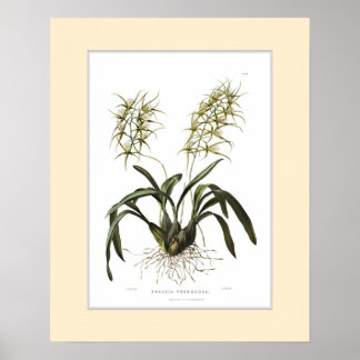 Poster Brassia verrucosa, fronteira personalizada