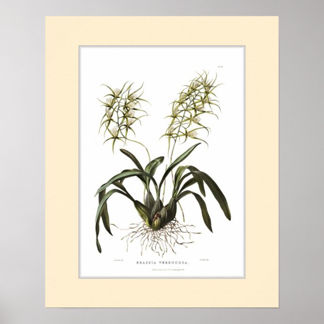 Poster Brassia verrucosa, fronteira personalizada (Frente)