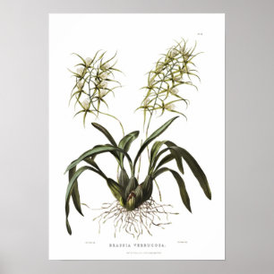 Póster Brassia verrucosa por Miss Drake.