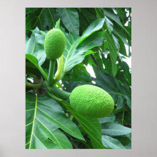 Póster Breadfruit