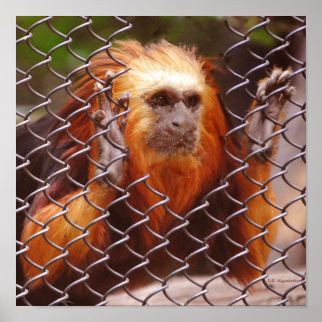 Póster Breakout (Frente)