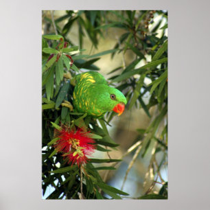 Póster Breasted escamoso Lorikeet