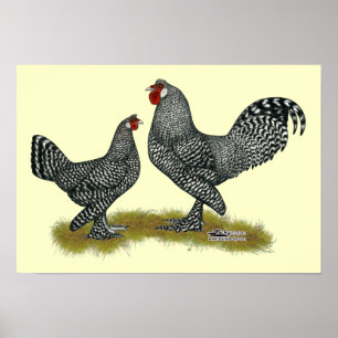 Póster Breda Chickens Cuckoo