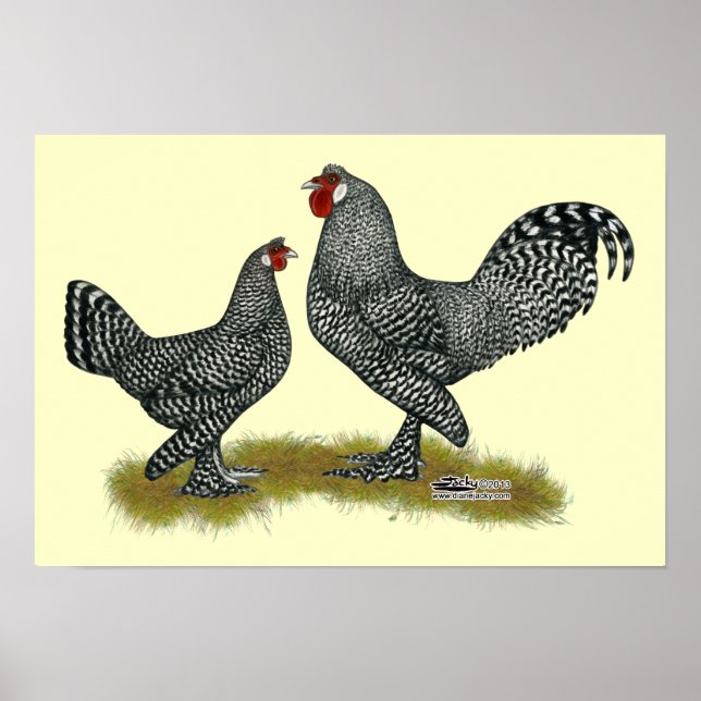 Póster Breda Chickens Cuckoo (Frente)