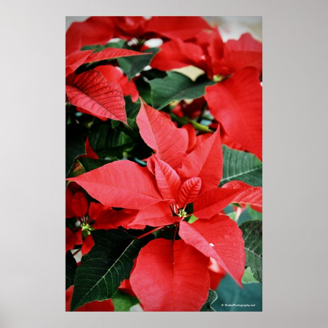 Póster Bright Red Christmas Poinsettia (Frente)
