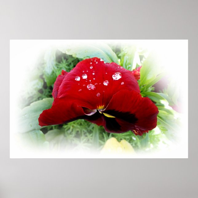 Poster Bright Red Pansy (Frente)