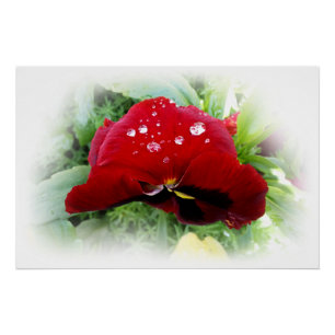 Póster Bright Red Pansy