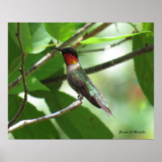 Póster Bright Red Ruby-Throat Hummingbird