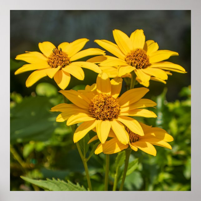 Poster Bright Yellows (Frente)