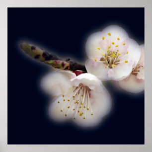 Poster brilhando à luz da lua
