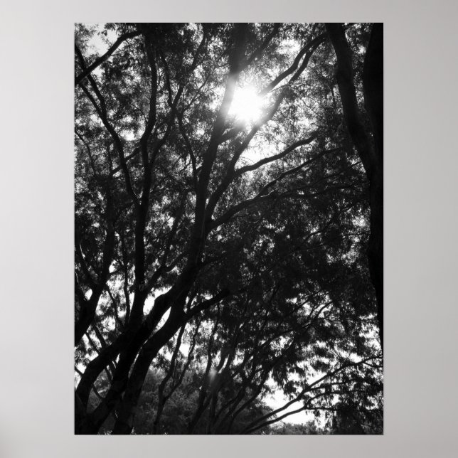 Poster Brilhando nas Árvores (Frente)