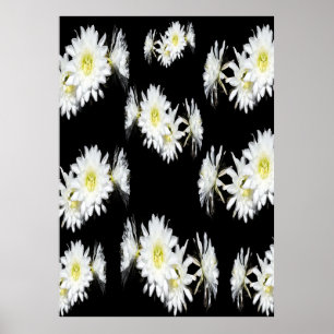 Poster Brilhantes À Meia-Noite: Flores Brancas De Cactus 