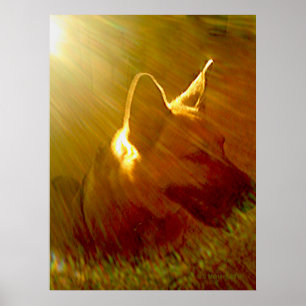 Póster Brilhar no meu German shepherd nº 1
