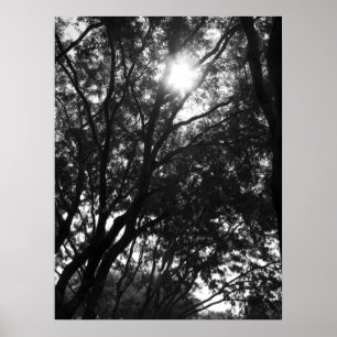 Poster Brilho nas árvores
