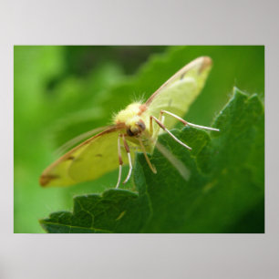 Poster Brimstone Moth Print