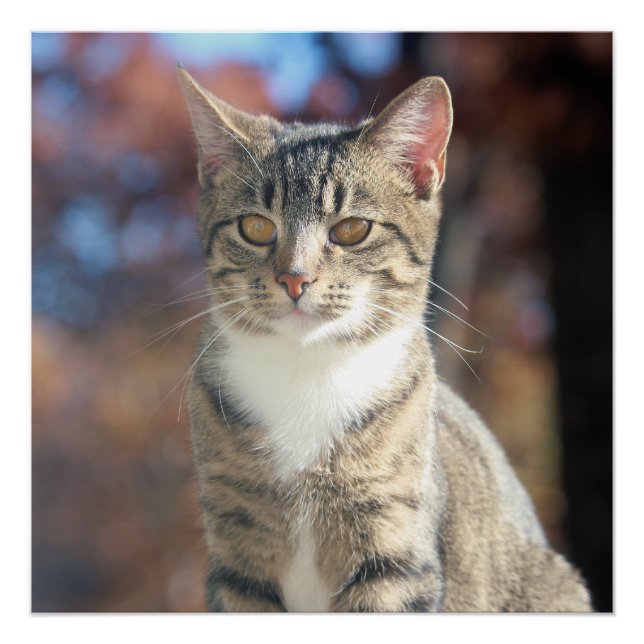 Póster Brin (Frente)