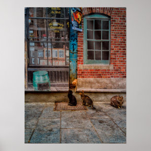 Poster Brincadeira de gato