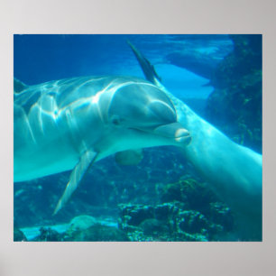 Poster brincalhão dos golfinhos