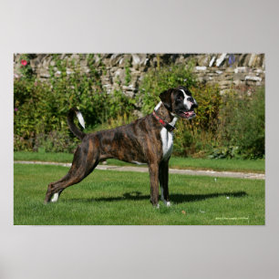 Poster Brindle Boxer Dog Show Stance
