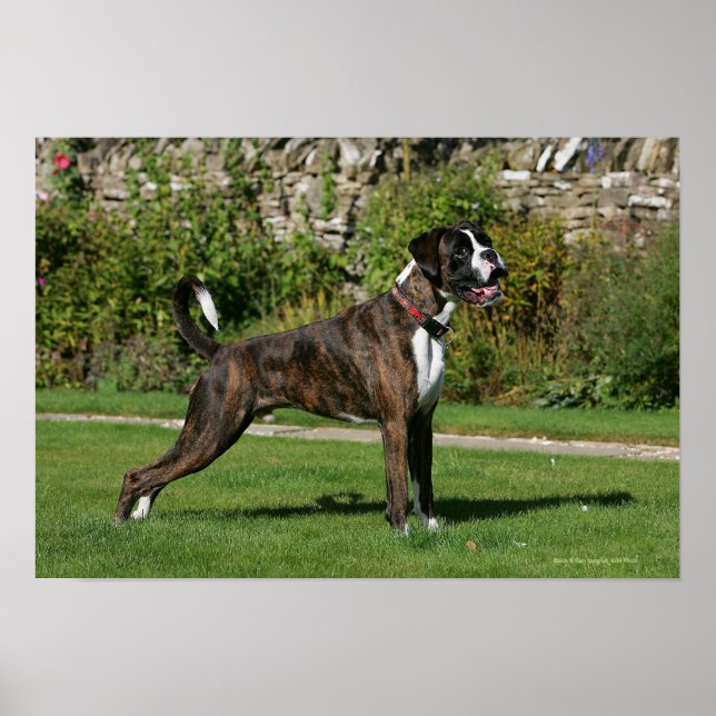 Poster Brindle Boxer Dog Show Stance (Frente)