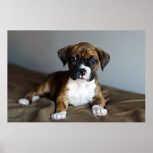 Póster Brindle Boxer Puppy