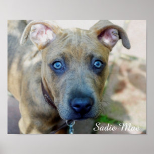 Poster Brindle Pit Bull Puppy por Shirley Taylor