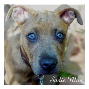 Póster Brindle Pit Bull Puppy por Shirley Taylor