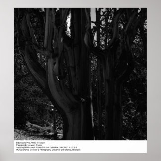 Poster Bristlecone Pine, White Mountain, por Ansel Adams