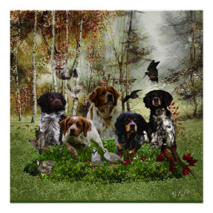 Póster Brittany Spaniels, Caça de Pássaros