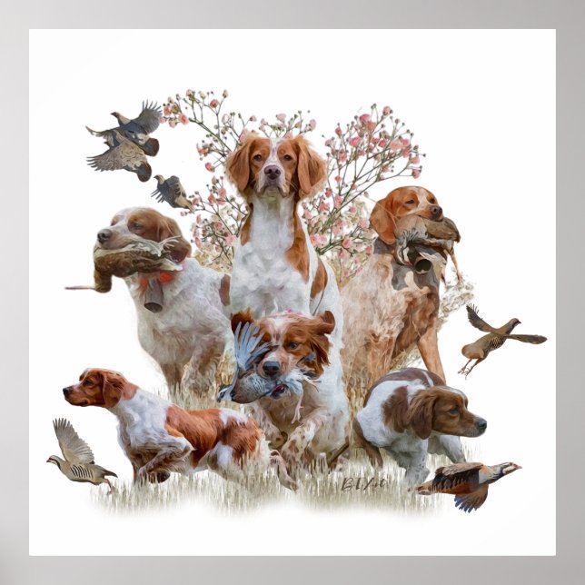 Poster Brittany Spaniels , Estação de Caça de Pássaros (Frente)
