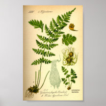 Brittle Bladder Fern (Cystopteris fragilis)